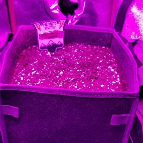 Strawberry Nuggets growlog timeline photo
