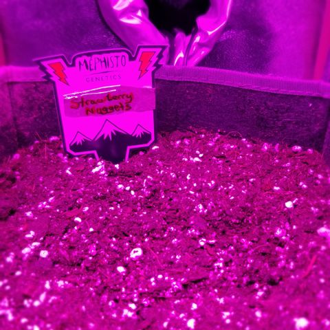 Strawberry Nuggets growlog timeline photo