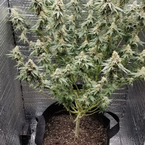Critical Cheese growlog timeline photo