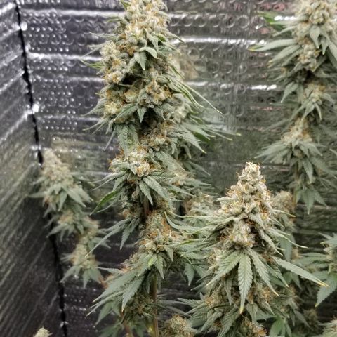 Critical Cheese growlog timeline photo
