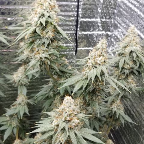 Critical Cheese growlog timeline photo