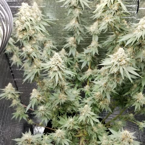 Critical Cheese growlog timeline photo