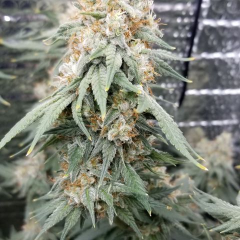 Critical Cheese growlog timeline photo