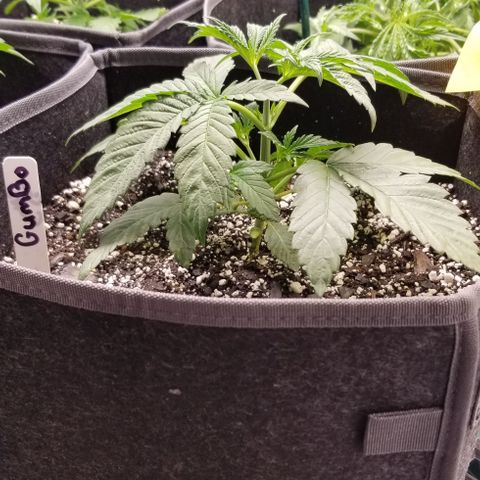 Gumbo growlog timeline photo