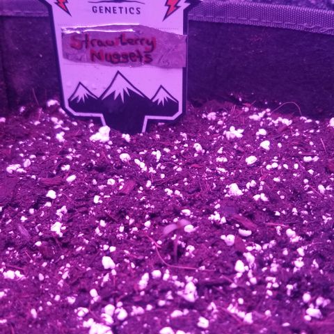 Strawberry Nuggets growlog timeline photo