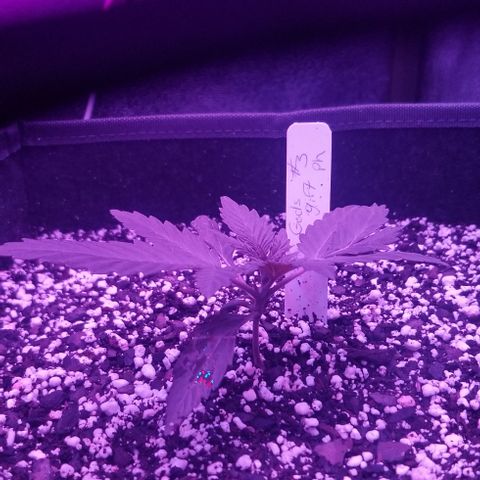 Gods Gift #3 growlog photo: GG #3 struggled it seemed ..odd genetic mutations  as can be seen in the way the leaves are growing .
