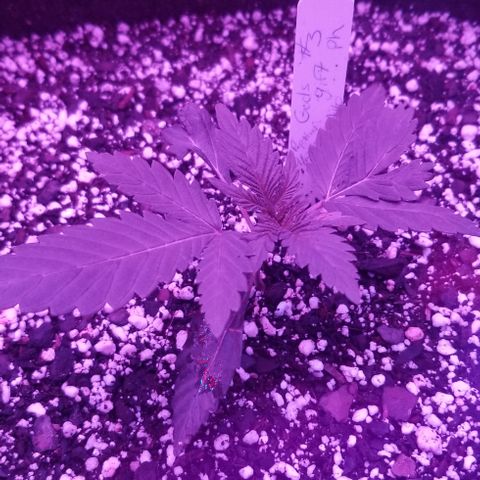 Gods Gift #3 growlog photo: GG #3 struggled it seemed ..odd genetic mutations  as can be seen in the way the leaves are growing .