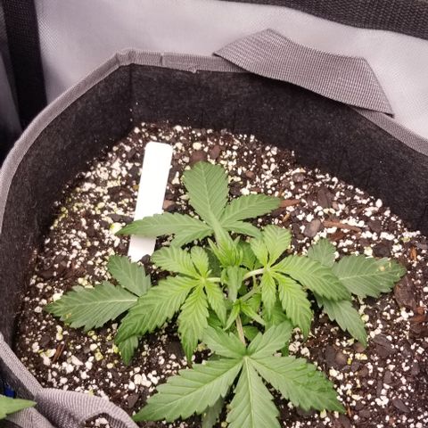 Bruce Banner Autoflower  growlog timeline photo
