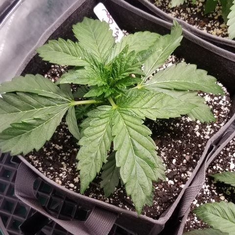 Moonbow growlog timeline photo