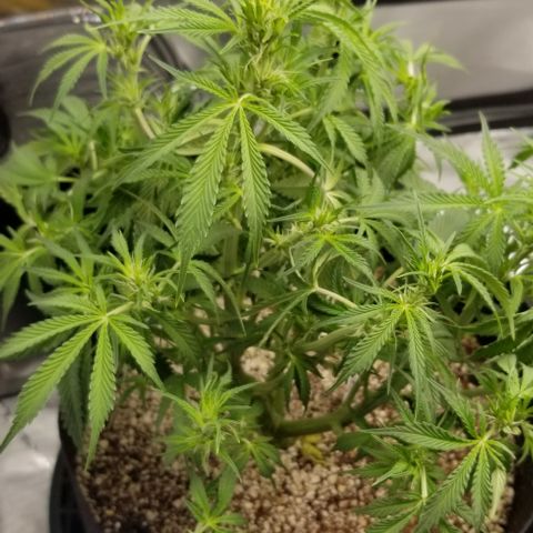 Bruce Banner growlog timeline photo