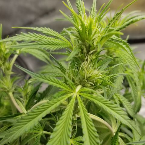 Bruce Banner growlog timeline photo