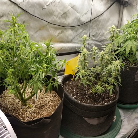 Bruce Banner growlog timeline photo