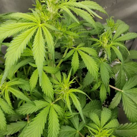 Bruce Banner growlog timeline photo