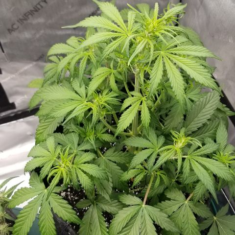 Bruce Banner growlog timeline photo