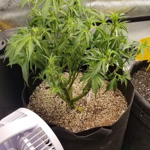 Bruce Banner growlog timeline photo
