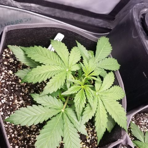 Top Gun growlog timeline photo