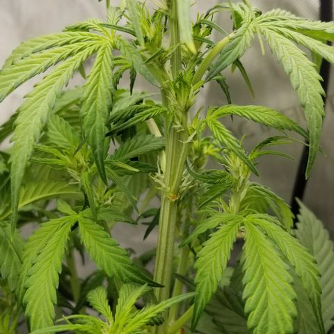 Toof Decay x Forum Stomper  growlog timeline photo