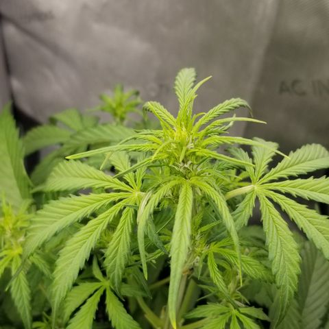 Toof Decay x Forum Stomper  growlog timeline photo