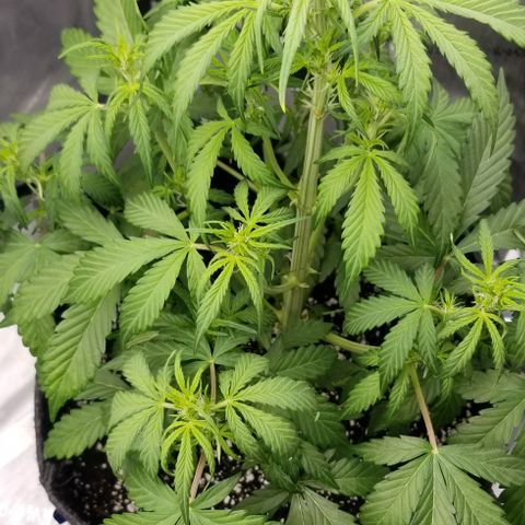 Toof Decay x Forum Stomper  growlog timeline photo