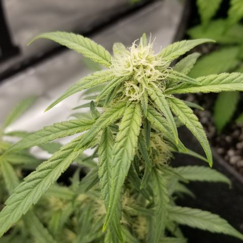 Gods Gift Autoflower growlog timeline photo