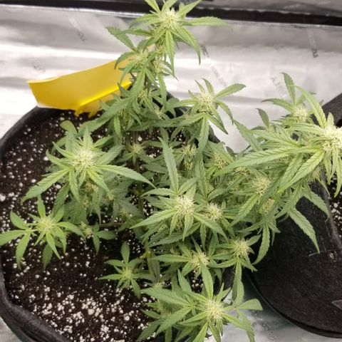 Gods Gift Autoflower growlog timeline photo