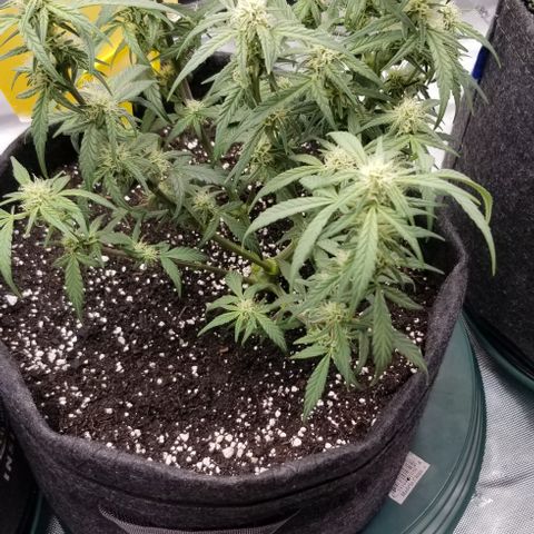 Gods Gift Autoflower growlog timeline photo