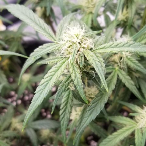 Gods Gift Autoflower growlog timeline photo