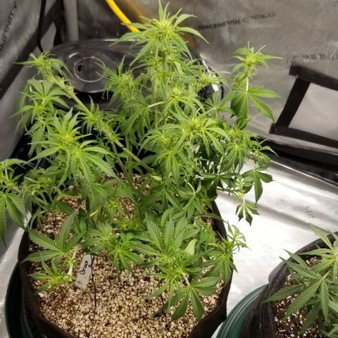 Bruce Banner growlog photo: More defoliation & also cut off a few smaller lower branch's that wouldn't end up yeilding much. 

Also LST a few thinner still trainable inner branches to allow for more light penetration to inner colas.