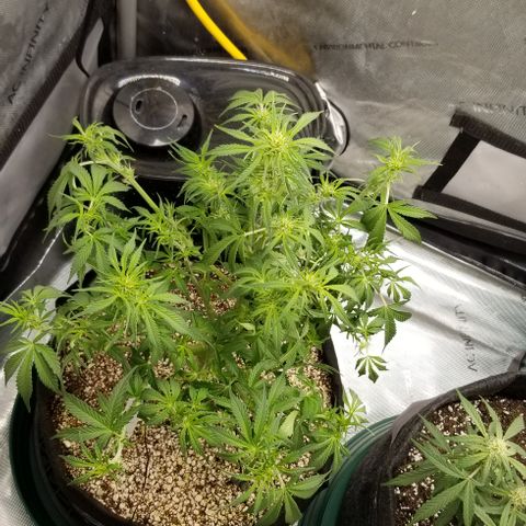 Bruce Banner growlog photo: More defoliation & also cut off a few smaller lower branch's that wouldn't end up yeilding much. 

Also LST a few thinner still trainable inner branches to allow for more light penetration to inner colas.