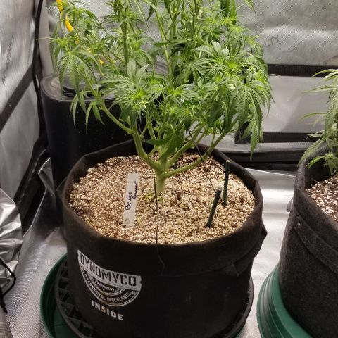 Bruce Banner growlog photo: More defoliation & also cut off a few smaller lower branch's that wouldn't end up yeilding much. 

Also LST a few thinner still trainable inner branches to allow for more light penetration to inner colas.