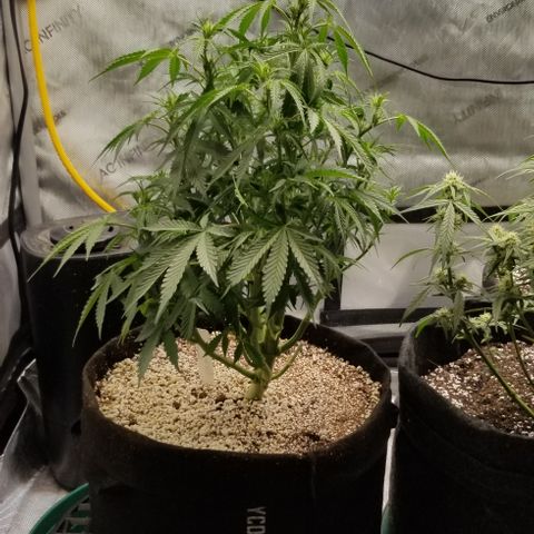 Bruce Banner growlog photo: More defoliation & also cut off a few smaller lower branch's that wouldn't end up yeilding much. 

Also LST a few thinner still trainable inner branches to allow for more light penetration to inner colas.