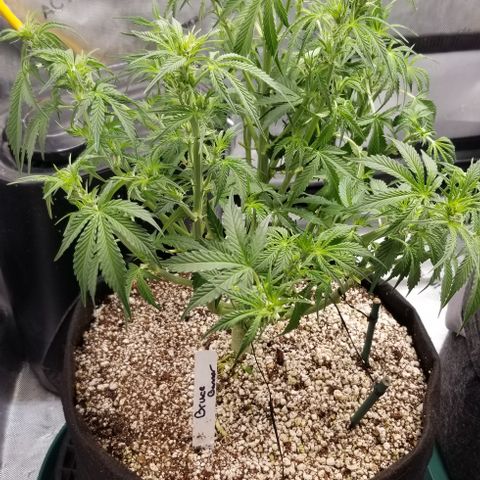 Bruce Banner growlog photo: More defoliation & also cut off a few smaller lower branch's that wouldn't end up yeilding much. 

Also LST a few thinner still trainable inner branches to allow for more light penetration to inner colas.