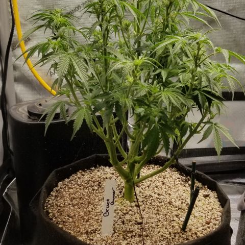 Bruce Banner growlog timeline photo