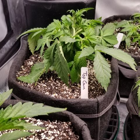 Top Gun growlog timeline photo