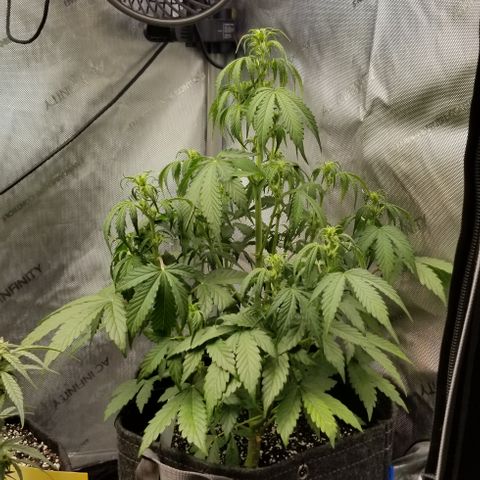 Toof Decay x Forum Stomper  growlog timeline photo