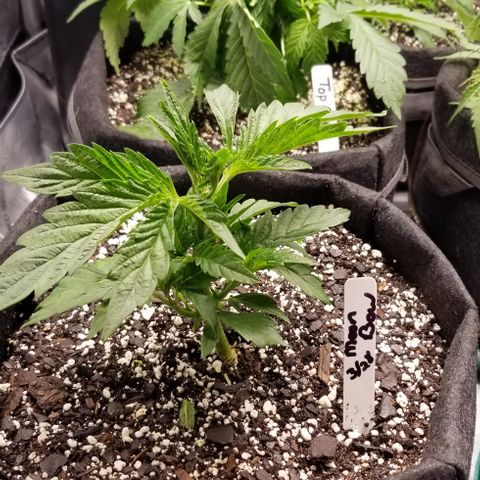 Moonbow growlog timeline photo