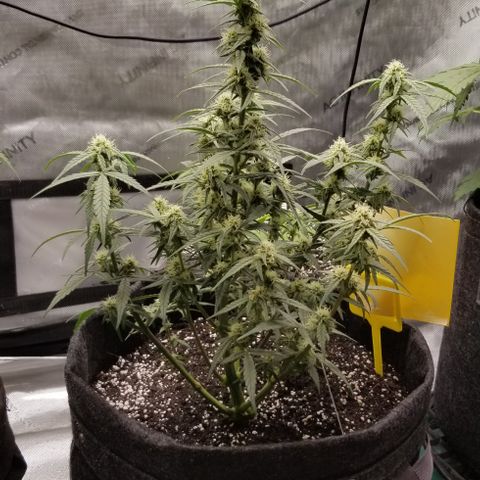 Gods Gift Autoflower growlog timeline photo