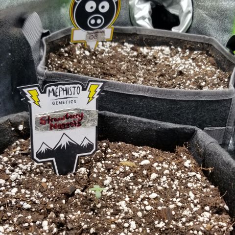 Strawberry Nuggets growlog timeline photo