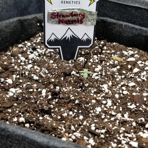 Strawberry Nuggets growlog timeline photo