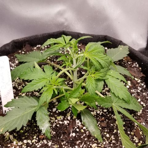 Bruce Banner Autoflower  growlog timeline photo