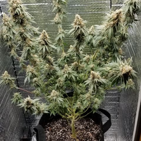 Critical Cheese growlog timeline photo