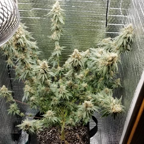 Critical Cheese growlog timeline photo