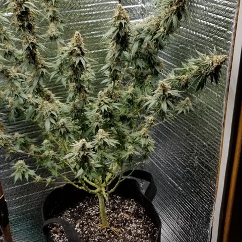 Critical Cheese growlog timeline photo