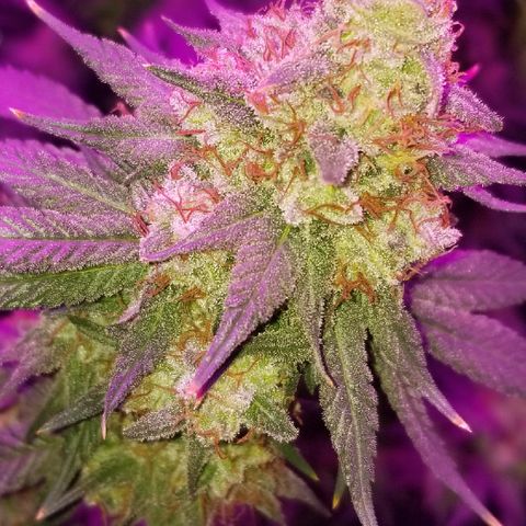 Critical Cheese growlog timeline photo