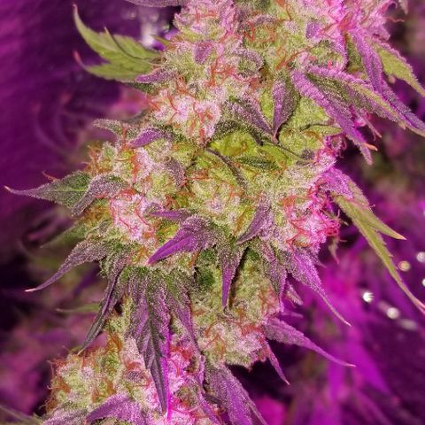 Critical Cheese growlog timeline photo