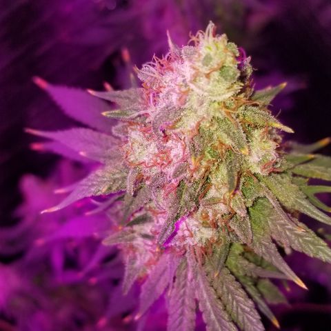 Critical Cheese growlog timeline photo