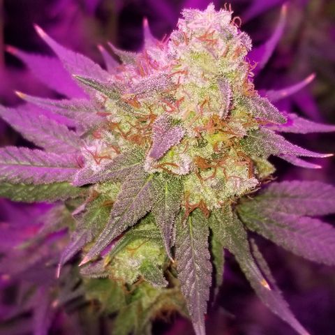 Critical Cheese growlog timeline photo