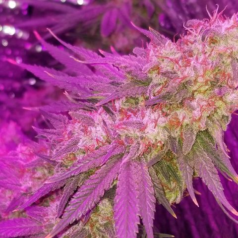 Critical Cheese growlog timeline photo