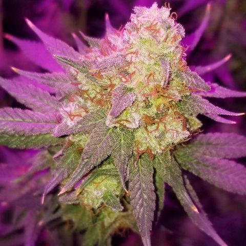 Critical Cheese growlog timeline photo