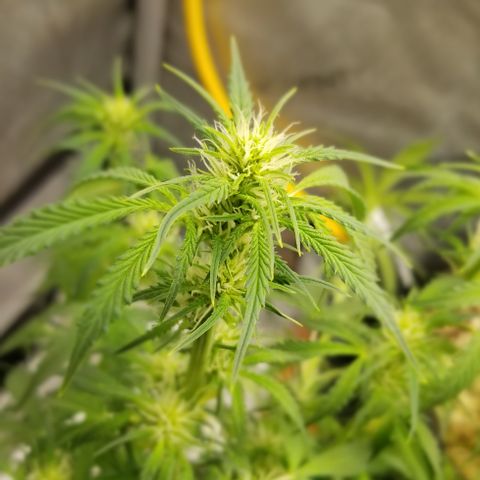 Bruce Banner growlog timeline photo